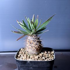 ディオーン エデュレ 実生 4号ロングポット ソテツ 蘇轍