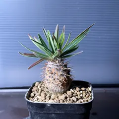 2025年最新】グラキリス 鉢の人気アイテム - メルカリ