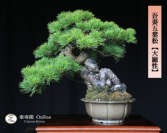 吾妻五葉松『大巓性』樹齢約40年 小品盆栽【泰寿園 Online】現品 一点物 盆栽 松柏 室内 鑑賞 趣味 卓上盆栽 盆栽鉢 グリーン 和 ギフト プレゼント 贈答品 ミニ盆栽 誕生日 母の日 父の日 敬老の日 記念日 お祝い