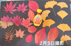 新作レッドオークどんぐりマグネットお好みセレクト1個50円〜