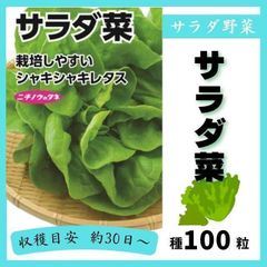 【野菜の種】シャキシャキレタス「サラダ菜」種１００粒～収穫約３０日～