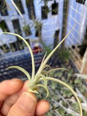 【ネコポス】チランジア キセログラフィカ×ブラキカウロス　Tillandsia xerographica × brachycaulos キンクマ農園☆T0123