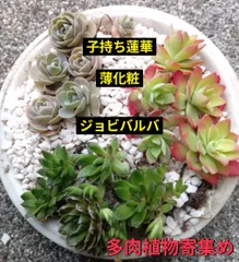 多肉植物　3種類　1ポット分　ジョビバルバ&薄化粧&子持ち蓮華　多肉セット　赤　かわいい　育てやすい