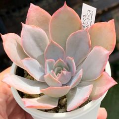 レア品種！★ピンキー×モンスター 多肉植物（抜き苗・速達付）自家栽培 国産