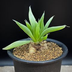 パロジア ブイニンギー 実生 抜き苗で発送 3 - メルカリ