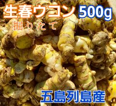 農薬:栽培期間中不使用❗　生春ウコン500g　長崎県五島列島よりお届けです。