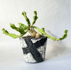 a42 アデニウム ドワーフ タコ足 塊根植物 コーデックス アラビカム Amazon.co.jp: g90 アデニウム ドワーフ 塊根植物 タコ足