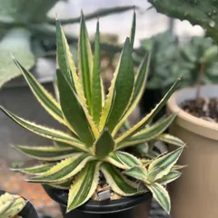 アガベ　五色万代　特大株　極上株　ドライガーデン　チタノタ アガベ 五色万代⑫良形 ロファンサ 大株ドライガーデン チタノタ
