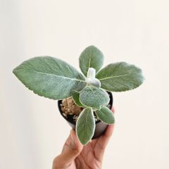 ⑥《Sinningia Leucotricha》シンニギア・レウコトリカ 断崖の女王 塊根植物 コーデックス
