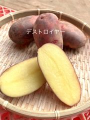 A級品 グランドペチカ 5kg 産地直送 長崎県 新じゃが