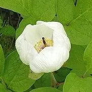 ヤマシャクヤク　未開花株　（1～3作開花見込み株、抜苗発送です。鉢植え、速達、ネコポスでの発送希望は別途商品購入願います)　　＃山野草、＃ウチョウラン＃雪割草のサムネイル