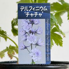 【宿根草】デルフィニウム・ハイランダーシリーズ　 ‘チャチャ’　4号ラベル苗