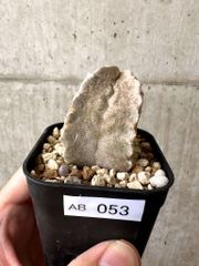 プラントブラザーズ【専門 植物・種子販売 - メルカリShops