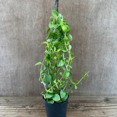 2025年最新】希少なホヤ植物の人気アイテム - メルカリ