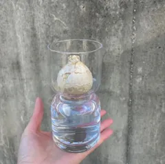 バルブベース＆色が選べるヒヤシンス球根セット