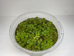 浮草　サンショウモ　サルビニア・ナタンス　1カップ