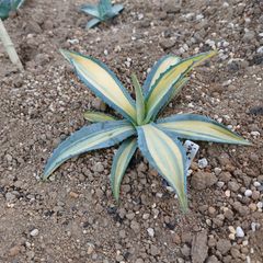 アガベ　アメリカーナ　メディオピクタ　ゴールド　AGAVE