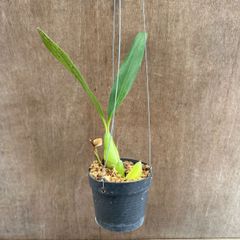 セロジネ　インターメディア　Coelogyne Intermedia 観葉植物 観葉 植物 レア 希少 着生ラン 着生 ラン 蘭 オーキッド 植木鉢 テラッコタ 陶器鉢 吊り下げ 吊るす ハンギング インテリア 花 おうち時間 グリーン プレゼント おすすめ