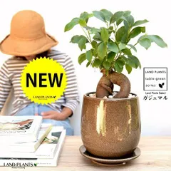 ガジュマル（幹太タイプ） ベージュ 落ち着きのある ラウンド型 陶器鉢 【黄色小石・受皿】鉢植え 鉢 陶器 苗 苗木 幸福