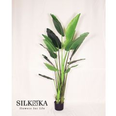 【※滋賀県倉庫引き取り限定価格】【人工観葉植物】Silk-ka「ストレリチア」183cm