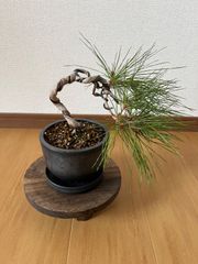 盆栽 黒松 捻転幹 懸崖風 陶器鉢入り - メルカリ