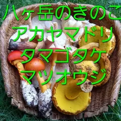 北海道産　アカヤマドリ2kg 2025年最新】アカヤマドリの人気アイテム - メルカリ