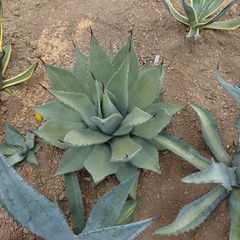 アガベ　パリー・チワワ　直径45㎝　AGAVE