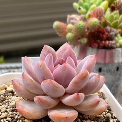 多肉植物 ☘️ ソンヨウン 抜き苗