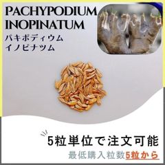 【種子】パキポディウム  イノピナツム / セット割あり 数量5粒から購入OK