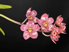 ★洋蘭★交配種★Sarcochilus 未登録 'Select'★サルコキラス 実生初花★着生蘭★山野草★花弁が広く、丸い良個体★命名権付き丸売り★4-9