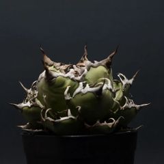 "Agave titanota" アガベ チタノタ【シーザー】 管理2217