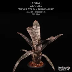 エクメア　ヌディカウリス　ダーククローン エクメア ヌディカウリス ダーククローン