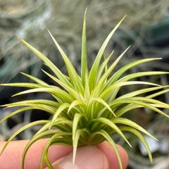 極上どっしりワイド系葉多め＊ ホワイト率多め綺麗＊ チランジア イオナンタ アルボマルギナータ(アルボマージナータ) Tillandsia ionantha Albomarginata＊エアプランツ＠フラワーショップ江口
