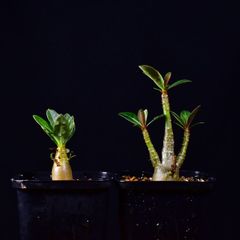 3T2 実生 アデニウム・ソマレンセ/キングコング コーデックス 塊根植物 2.5号鉢 アデニウムソマレンセ/キングコング