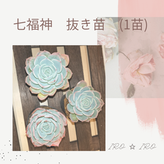 七福神　抜き苗　１苗