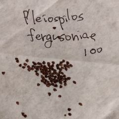 【種子100粒】プレイオスピロス・霊玉 Pleiospilos ferugsoniae