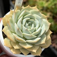 人気品種！★リラ 多肉植物（抜き苗・速達付）自家繁殖 国産