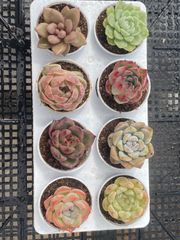 限定特価 超人気商品【1鉢の土鉢付きセット】花団錦！ 多肉植物