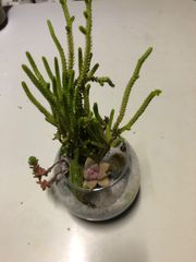 多肉植物　寄せ植え　母の日のプレゼントに