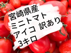 ミニトマト　アイコ　訳あり　約3キロ