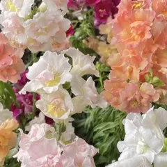 八重咲金魚草 ツィニーMix (宿根中苗)    1苗のサムネイル