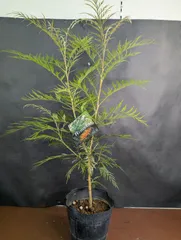 コウジ様専用出品　グレビレア8本セット