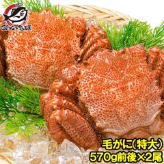 特大 毛ガニ 毛蟹 浜茹で毛がに姿 平均570g前後×2尾 ボイル 冷凍 北海道産 最高級 堅蟹 身もカニ味噌もぎっしり！豊洲の正規品堅ガニ