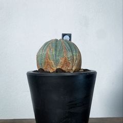 ユーフォルビア オベサ オス株 大型 伝市鉢植え - メルカリ