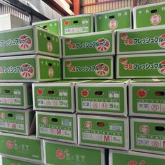 はれひめ　天草　中島セット各5キロ