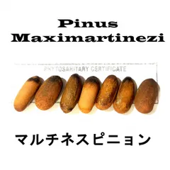 4月入荷 20粒+ マルチネスピニョンマツ 種 種子 証明書ありのサムネイル