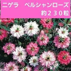 【花の種】ニゲラ　ペルシャンローズ　１．２５ｍｌ　約２３０粒　くろたねそう