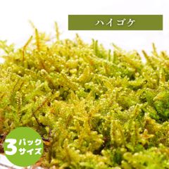 【高原の苔】 ハイゴケ 初めての苔育成にもピッタリ 苔玉 テラリウム パルダリウム 盆栽に 苔パック コケ 苔テラリウム 明るい場所で育つ オープン セミオープン容器向け M(１０ｃｍ×１７ｃｍ)外寸