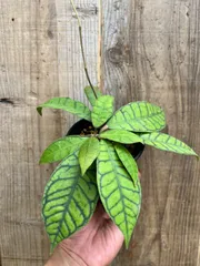 2025年最新】カリストフィラの人気アイテム - メルカリ