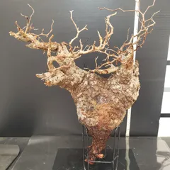 2025年最新】オペルクリカリア パキプス ベアルートの人気